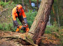 Best Tree Trimming and Pruning  in Goulding, FL