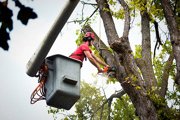 Best Fruit Tree Pruning  in Goulding, FL