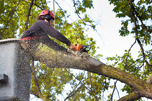 Reliable Goulding, FL  Tree Services Solutions