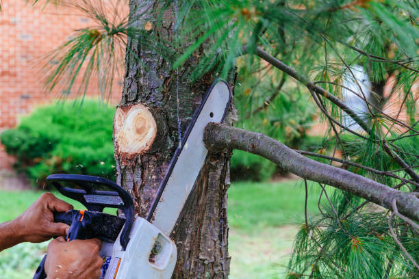 How Our Tree Care Process Works  in  Goulding, FL